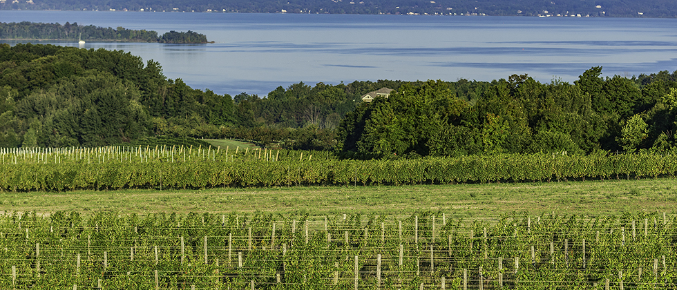 Michigan Wine Industry